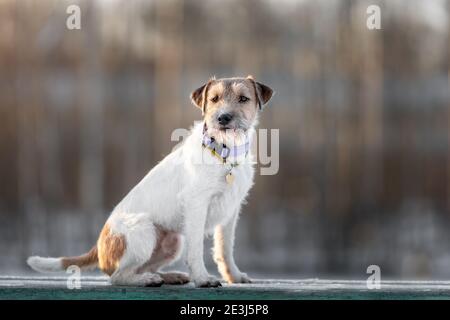 Ritratto di giovane cane di razza russell terrier seduta su panca all'aperto Foto Stock
