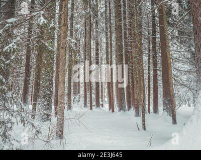 Alberi carichi di neve in una foresta invernale. Gli alberi sono coperti di neve fresca in un paese delle meraviglie invernali nelle alpi francesi. Foto Stock