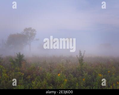 Misty mattina sulla Prairie: Bella alba sulla prateria come la nebbia si solleva rivelando fiori selvatici e alcuni alberi su questa scena tranquilla Foto Stock