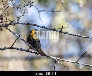 Una donna Crimson-colata Grossbeak ha avvistato all'estero Llano Grande state Park nuovo Weslaco Texas. Visto di solito in Messico. Foto Stock