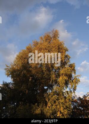 alberi illuminati dal sole evidenziati contro un cielo nuvoloso scuro Foto Stock