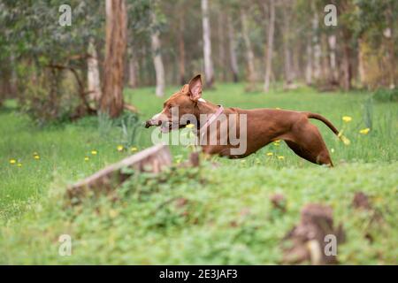 Un cane corse sul campo Foto Stock