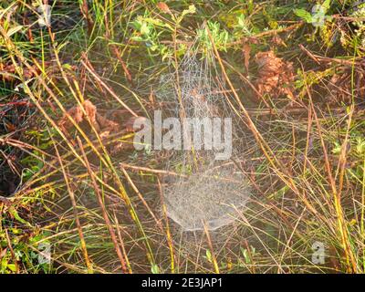 Spider Web at Sunrise: Una piattaforma a forma di ragnatela brilla al sole del mattino in una giornata estiva immersa nei gambi e rami su un campo Foto Stock