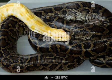 Tiger Albino giallo lavanda python poggiato su Black Royal python Serpente Foto Stock