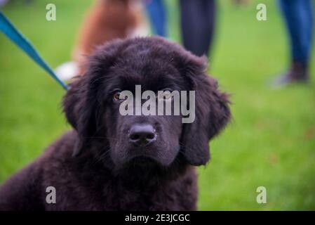 Terranova nero Puppy con un filo blu Foto Stock
