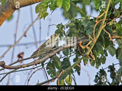 Wood Warbler (Phylloscopus sibilatrix) adulto arroccato sul ramo Atewa, Ghana Febbraio Foto Stock