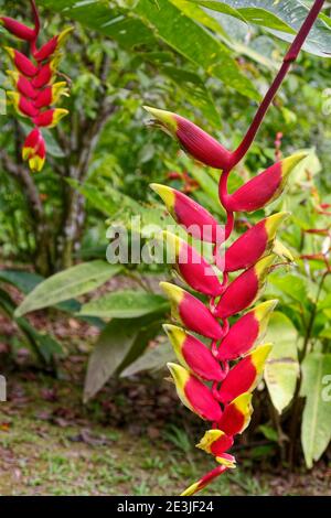 Artiglio di aragosta appeso heliconia; Rostrata di Heliconia, rosso; giallo; bratti; colorato, fiore selvatico, America del Sud, Foresta pluviale tropicale amazzonica, Ecuador Foto Stock