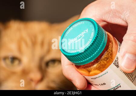 Mano che tiene una bottiglia di Amazon Pharmacy Rx; faccia del gatto sfocata visibile sullo sfondo; Amazon Pharmacy è una farmacia online americana, filiale di A. Foto Stock