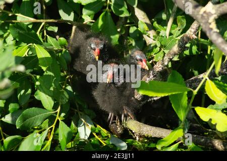 Tre pulcini di galline in rami vicino all'acqua - bambini piccoli uccelli neri con beches gialli e rossi, gallinula cloropus, rallidae, gallina d'acqua. REGNO UNITO Foto Stock