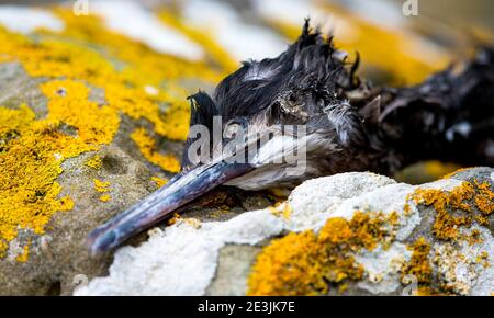 Uccello di spiaggia Foto Stock