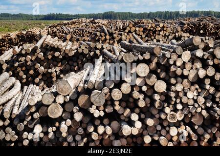 Taglio finale e enormi pile di legno rotondo (mucchio di tronchi, abete) nella zona forestale mista d'Europa Foto Stock