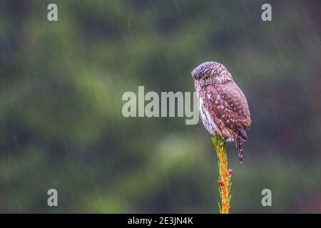 Il Pigmy-owl eurasiatico (Glaucidium passerinum) si trova sulla cima dell'abete rosso in pioggia e neve autunno-inverno mattina. Foreste boree uccello. Serie. 3. Morn Foto Stock