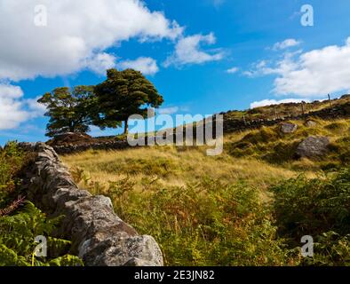 Vista in tarda estate su alberi e muraglia in arenaria al Curbar Gap vicino Curbar Edge nel Parco Nazionale del Peak District Derbyshire Inghilterra Regno Unito Foto Stock