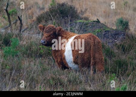 Marrone e bianco Galloway-Bos taurus cintura Foto Stock