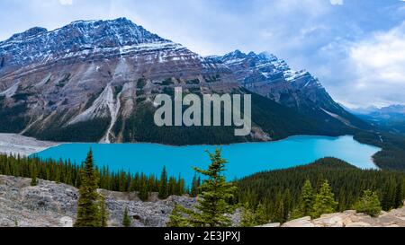 Turquoise Lake Peyto nel Parco Nazionale di Banff, Canada. Mountain Lake come testa di volpe è popolare tra i turisti in Canada Foto Stock