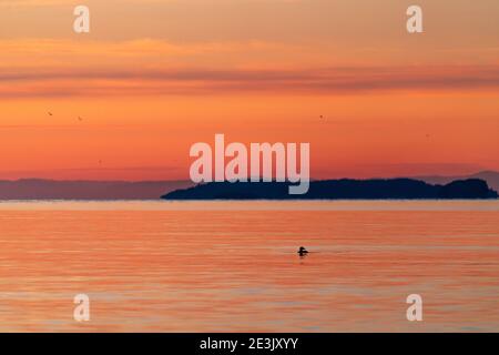 Un loon nuotare in Puget Sound durante il tramonto a Deception Superato Foto Stock