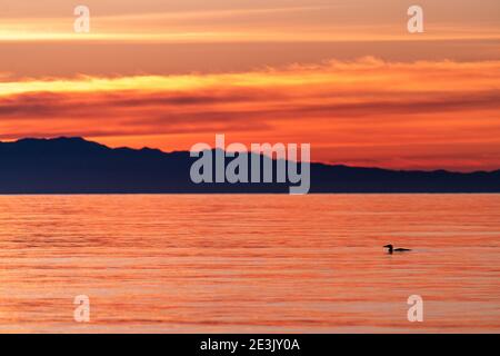 La silhouette di un uccello che nuota nel Mare di Salish durante il tramonto Foto Stock