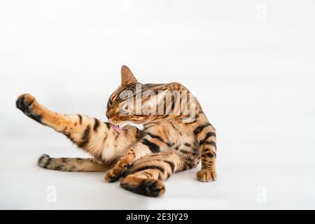 Zenzero Bengala gatto con occhi verdi leccano su un bianco sfondo Foto Stock