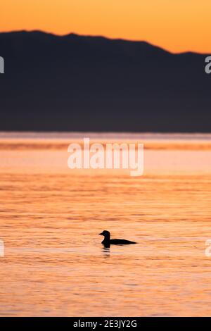 Primo piano di un uccello che nuota in mare dopo tramonto Foto Stock