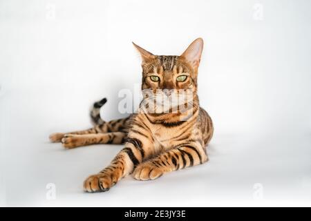 Ginger Bengala gatto con occhi verdi giace su un bianco sfondo Foto Stock