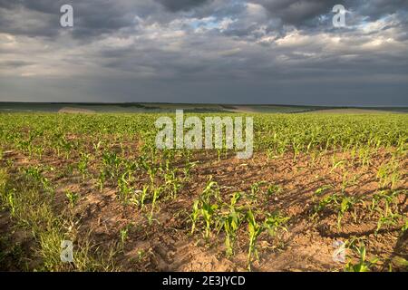 Campo di mais con cielo scuro al tramonto. Questa è la Moldavia. Foto Stock