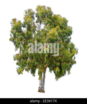 Albero, ramoscello, foglie e frutti di eucalipto, isolati su sfondo bianco. Foto Stock