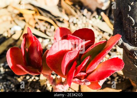 Bella Kalanchoe Luciae pianta nel giardino sotto il sole Foto Stock