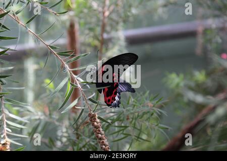 Primo piano di un Papilio Rumanzovia, il Mormon Scarlet, farfalla arroccata su un ramo di pianta con uno sfondo sfocato Foto Stock