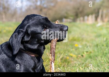 Ritratto di un cucciolo nero di Labrador masticare un bastone Foto Stock