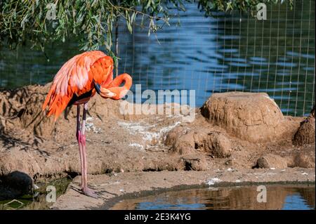 Primo piano fenicottero americano o fenicottero ruber vicino acqua in cattività Foto Stock