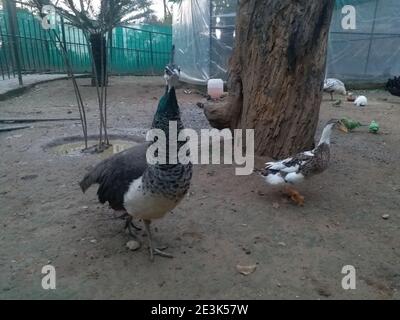 peahen femminile Foto Stock