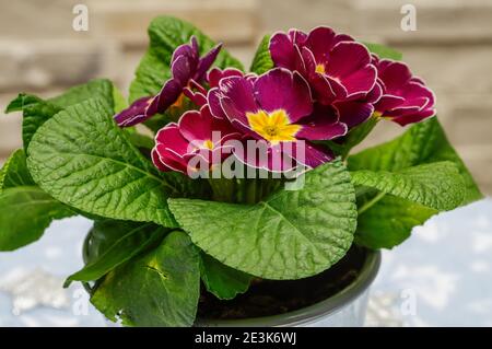 Polyanthus o Primrose, fiori colorati in piena fioritura, fotografati da una breve distanza, macro, fiori con una vasta scala di colori, Primula vulgari Foto Stock