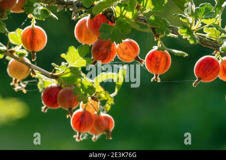 Frutti di bosco freschi su un ramo di bosco di frutti di bosco con luce solare. Uva spina nel giardino di frutta. Foto Stock