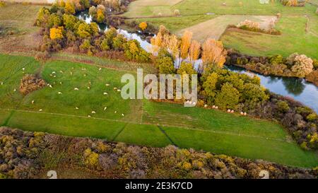Vista aerea delle mucche che pascolano su un pascolo vicino al fiume. Foto Stock