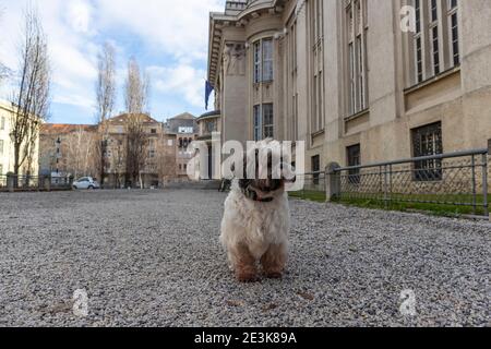 Bellissimo, piccolo cane Shih Tzu camminando di fronte agli archivi nazionali di Zagabria, uno dei più bei luoghi di interesse della città Foto Stock