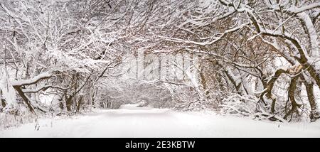 Winter snowy alley road panorama. Branches of trees and bushes. Snow-covered winding rural dirt street in village. Winter wonderland after blizzard. C Foto Stock