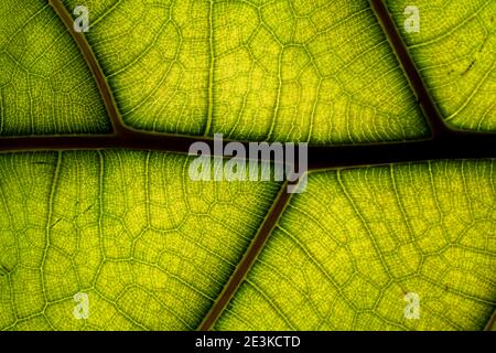 Foglia verde Texture e Backlit struttura Chlorophyll sfondo. Foto Stock