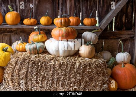 Zucche raccolte e zucche esposte per l'acquisto su un fieno e scaffali. Foto Stock