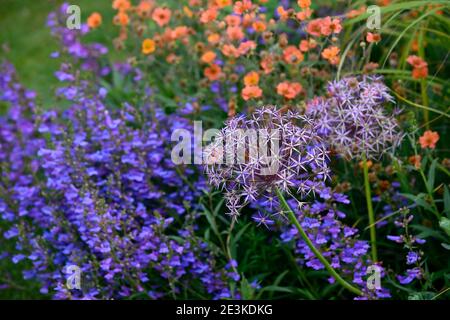 Allium Cristophii, geum totalmente tangerina, Penstemon eterophyllus celeste, arancio blu fiori viola, fioritura, misto schema di piantatura, confine misto Foto Stock