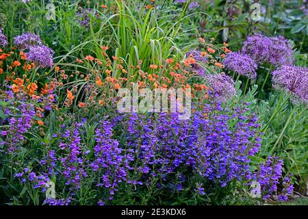 geum Totally tangerine,Allium Cristophii,Penstemon eterophyllus Heavenly Blue,arancio blu porpora fiori,fioritura,misto schema di piantatura, confine misto Foto Stock