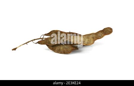 semi di acacia isolati su sfondo bianco Foto Stock