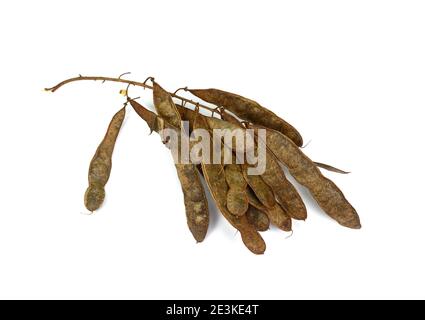 semi di acacia isolati su sfondo bianco Foto Stock