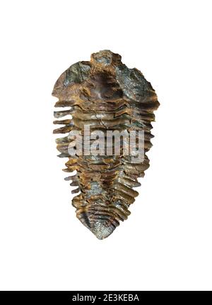 Nesuretus ovus, trilobiti fossili del Medio Ordoviciano. Vista dall'alto Foto Stock