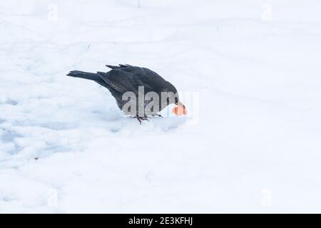 Una femmina di ricattolo (UK) che mangia un piccolo pezzo di mela nella neve. Foto Stock