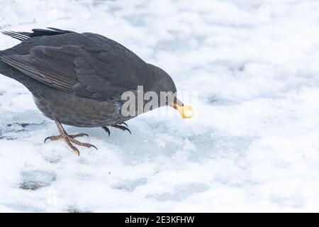 Una femmina di ricattolo (UK) che mangia un piccolo pezzo di mela nella neve. Foto Stock