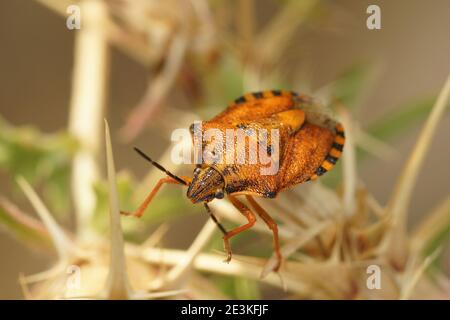 Uno dei bug più colorati, di colore arancio, Carpocoris Mediterraneo Foto Stock