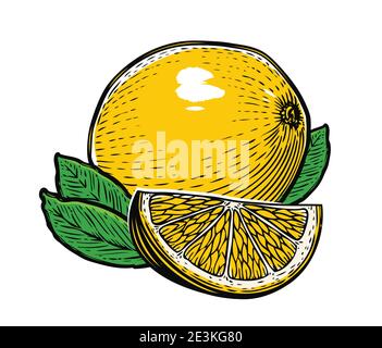 Limone con foglie isolate su sfondo bianco. Illustrazione vettoriale prodotto naturale, frutta Illustrazione Vettoriale