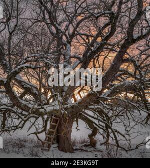 Il vecchio salice innevato, sotto il quale si erge una scala di legno dimenticata, risplende nel tramonto dai colori vivaci. Foto Stock
