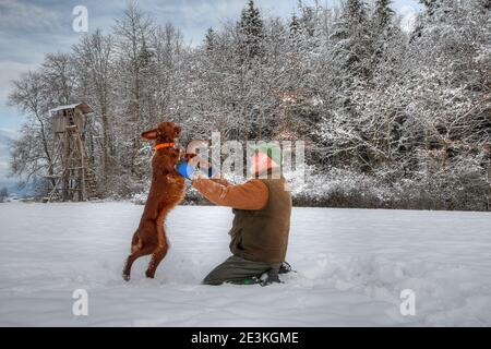 Un cacciatore gioca felicemente con il suo giovane cane da caccia Irish Setter nella neve di fronte al suo pulpito di caccia. Foto Stock