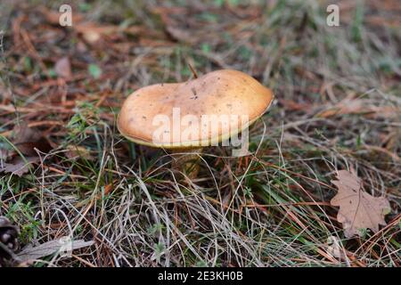 Fungo suillus bovinus crescente nella foresta (Suillus bovinus). Foto Stock